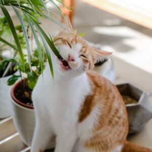 5 Pet Friendly Indoor Plants