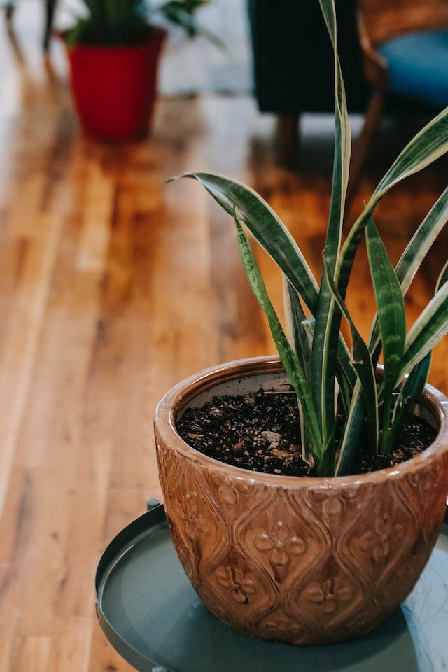 Top 5 indoor plants for your health